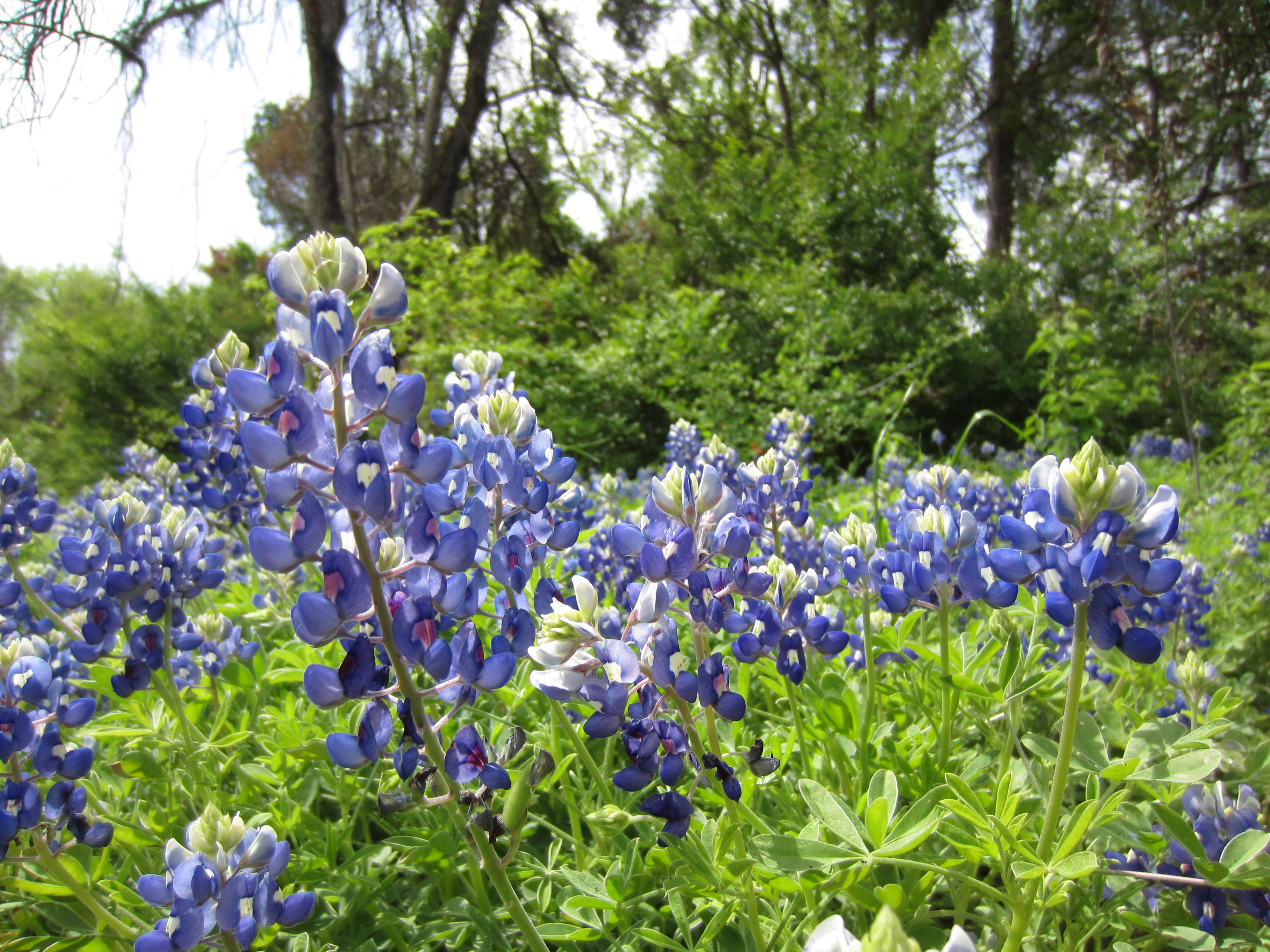 12 bluebonnets 001